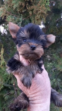 Yorkshire terrier
