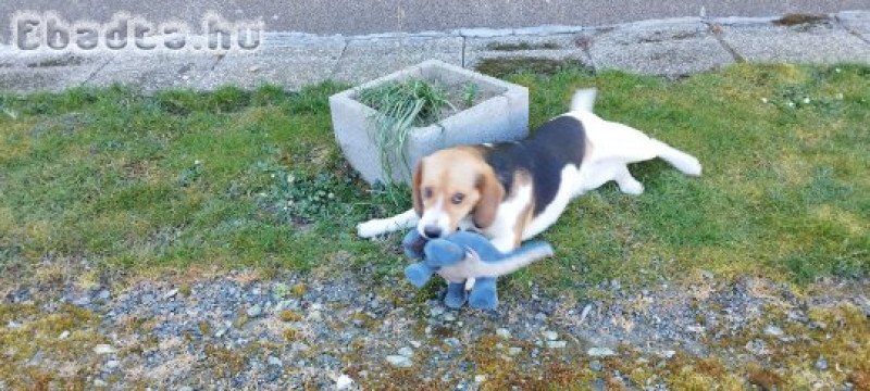 Beagle ingyen elvihető