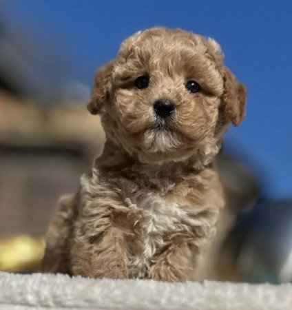 Maltipoo