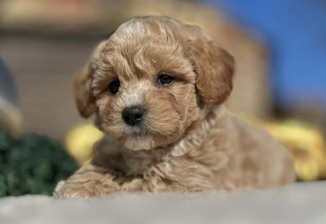 Maltipoo