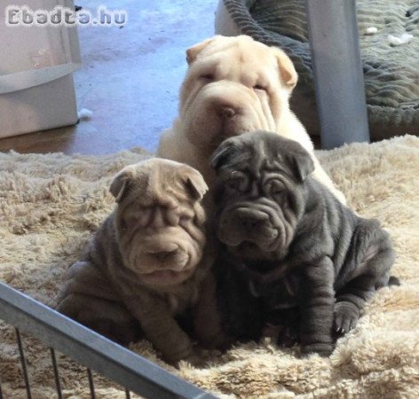 Csodálatos Sharpei kölykeink vannak