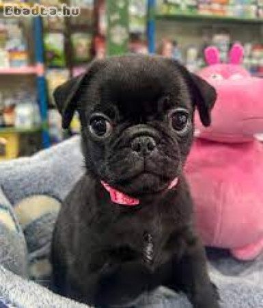 Mopsz kölykök örökbefogadásra