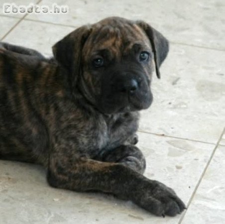 Cane corso kiskutyák