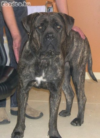 Cane corso kiskutyák