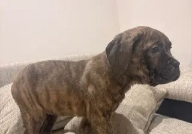 Cane corso