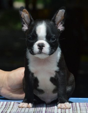 Boston terrier