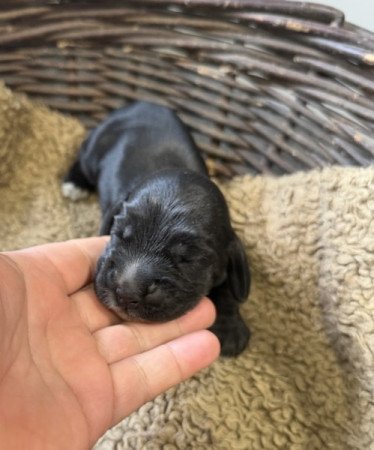 Angol cocker spániel