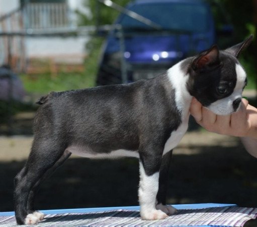 Boston terrier