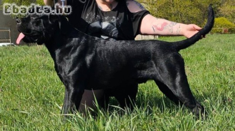 Cane Corso kölyök