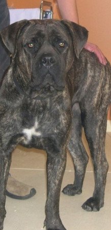 Cane corso