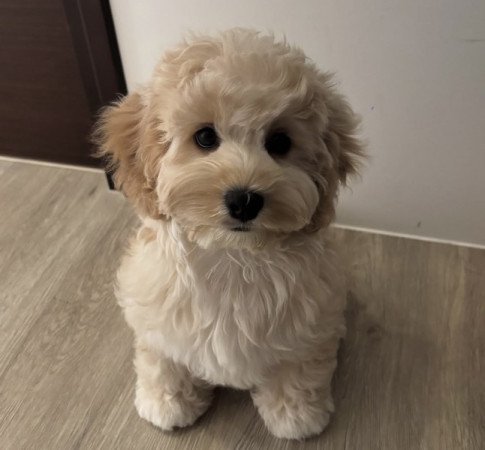 Maltipoo
