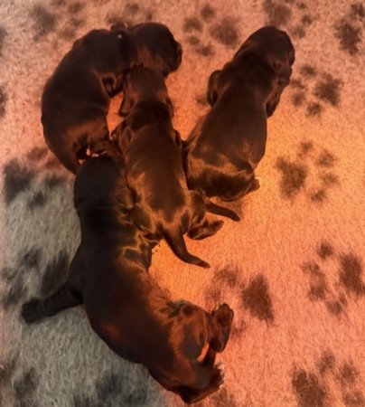 Angol cocker spániel