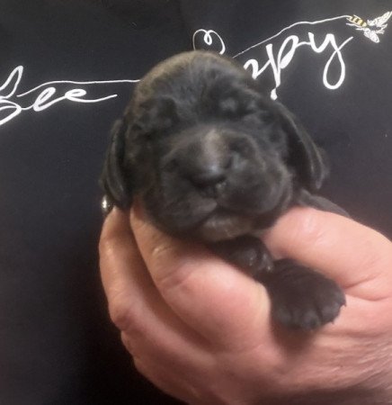 Angol cocker spániel