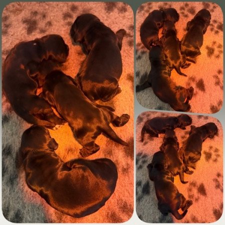 Angol cocker spániel