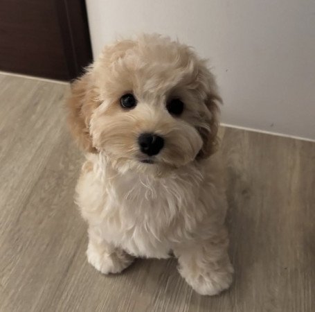 Maltipoo