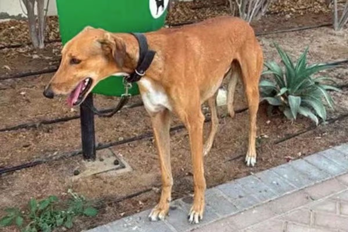 A háború sújtotta Dubajban ragadt házi kedvencek horrorisztikus élete