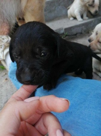 Labrador retriever