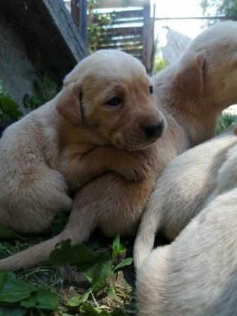 Labrador retriever