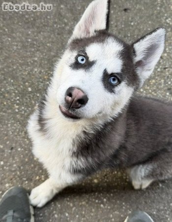 Husky Kislány