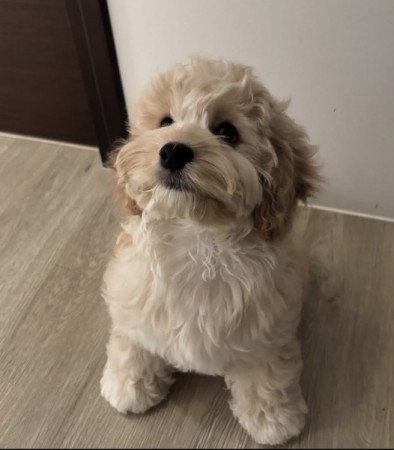 Maltipoo