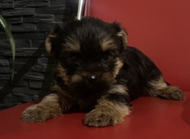 Yorki