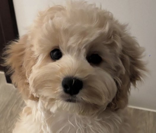 Maltipoo