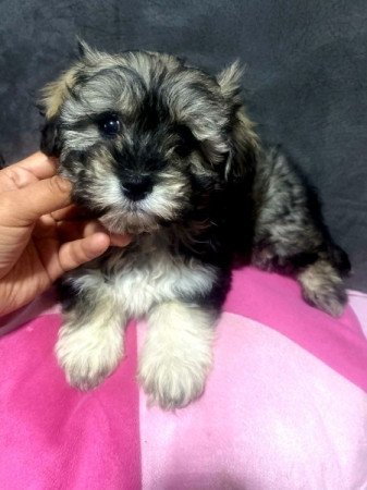 Bichon Havanese