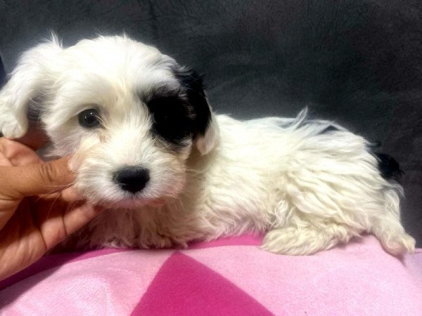 Bichon Havanese