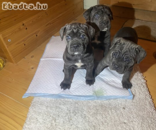 Fajta jellegű Cane Corso babák