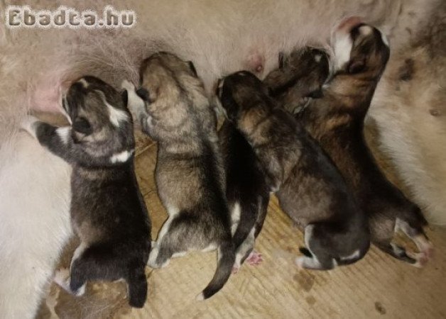 Alaskan Malamute puppies