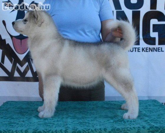 Alaskan Malamute puppies