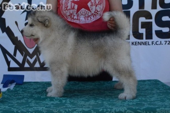 Alaskan Malamute puppies