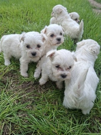 Bichon Havanese