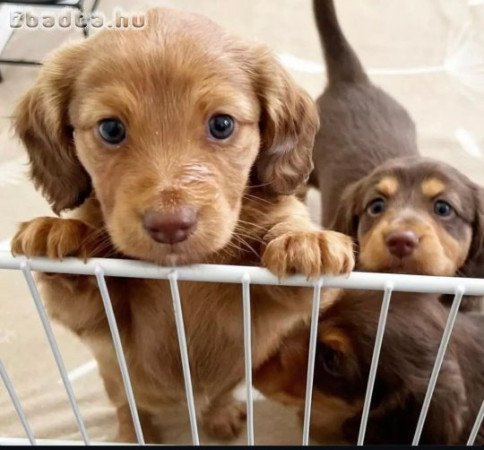 Dachshund Puppies For Sale