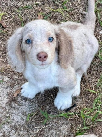 Dachshund Puppies For Sale