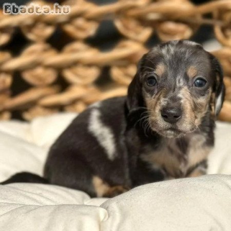 Dachshunds For Sale