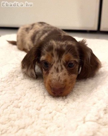 Dachshund Puppies