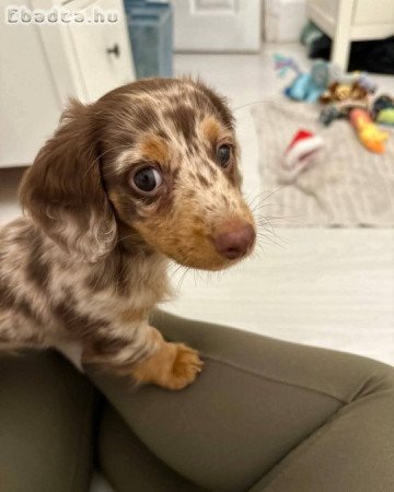 Dachshund Puppies