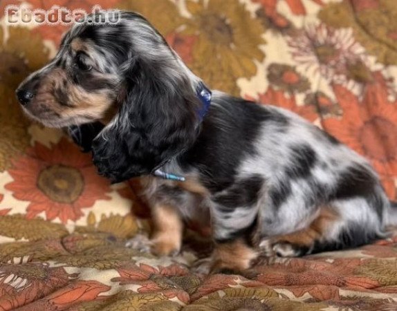 Dachshunds For Sale