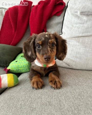 Dachshunds For Sale