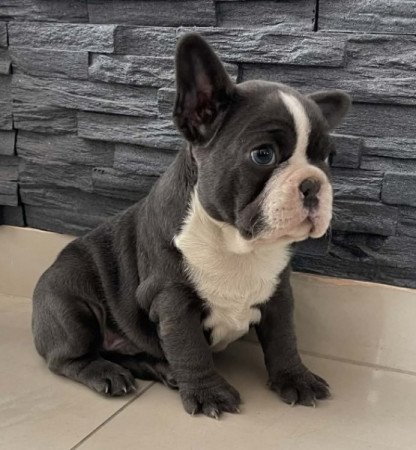 Francia bulldog