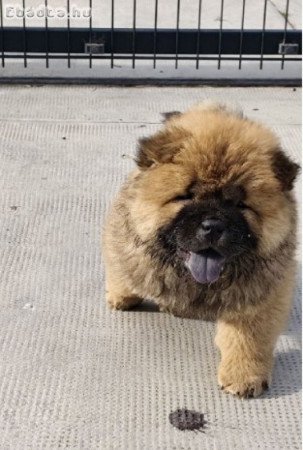 Cau Cau Chow Chow Cattle of both sexes