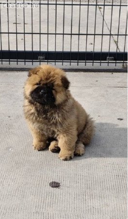 Cau Cau Chow Chow Cattle of both sexes