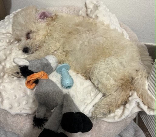Maltipoo