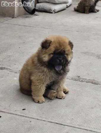 Cau Cau Chow Chow Cattle of both sexes