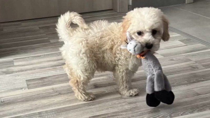Maltipoo