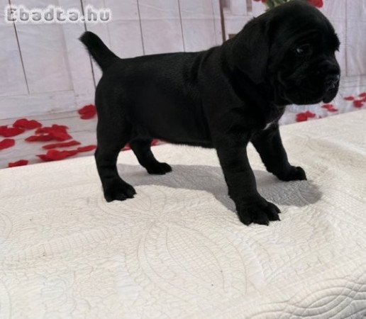 Imádnivaló, kiemelkedő Cane Corso Mastiff kölykök