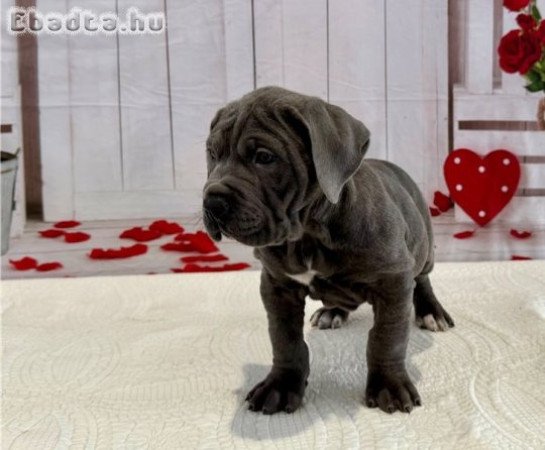 Imádnivaló, kiemelkedő Cane Corso Mastiff kölykök