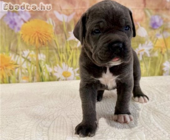 Imádnivaló, kiemelkedő Cane Corso Mastiff kölykök