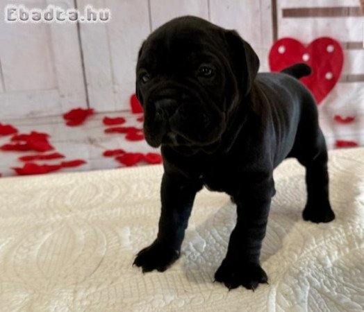 Imádnivaló, kiemelkedő Cane Corso Mastiff kölykök